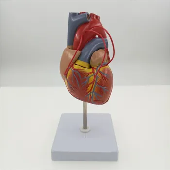 Анатомическая модель сердца с обходом в натуральную величину, Анатомия